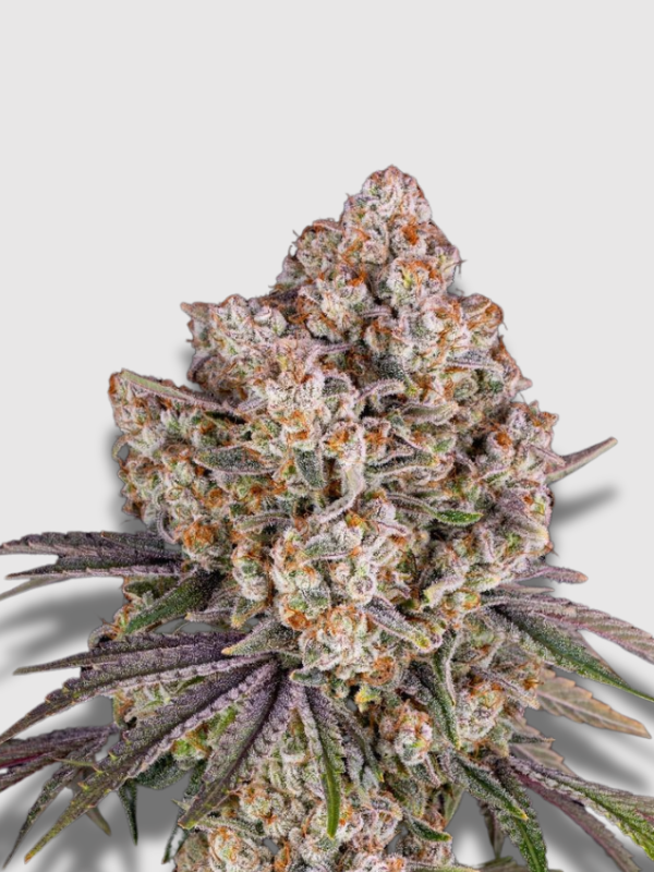 Weed Cannabis Marijuana Wholesale