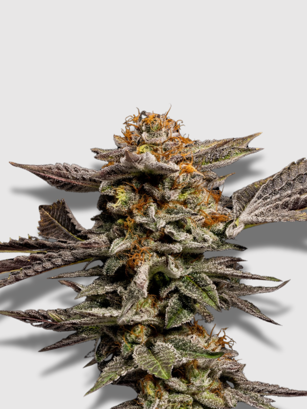 Cannabis Weed Marijuana Wholesale