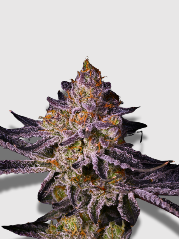 Marijuana Weed Cannabis Wholesale
